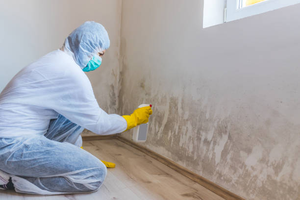 Licensed Attic Mold Removal service in Chatham, NJ - WQB Mold Removal