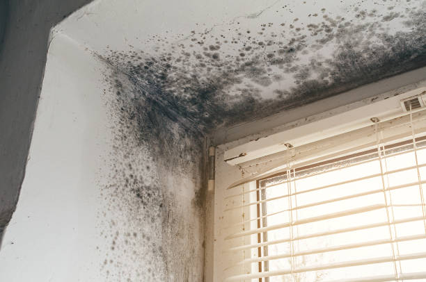 Affordable Attic Mold Removal solutions in Chatham, NJ