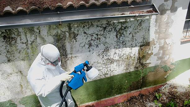Top rated local Attic Mold Removal specialists in Chatham, NJ